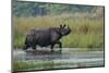 greater one-horned rhinoceros, walking through shallow water-karine aigner-Mounted Photographic Print