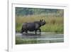 greater one-horned rhinoceros, walking through shallow water-karine aigner-Framed Photographic Print