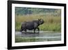 greater one-horned rhinoceros, walking through shallow water-karine aigner-Framed Photographic Print