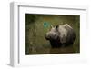 greater one-horned rhinoceros watching a kingfisher fly by-karine aigner-Framed Photographic Print