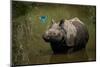 greater one-horned rhinoceros watching a kingfisher fly by-karine aigner-Mounted Photographic Print