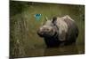 greater one-horned rhinoceros watching a kingfisher fly by-karine aigner-Mounted Photographic Print
