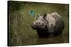 greater one-horned rhinoceros watching a kingfisher fly by-karine aigner-Stretched Canvas