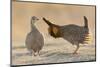 Greater prairie chicken courting hen-Ken Archer-Mounted Photographic Print