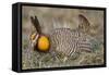 Greater Prairie-Chicken Displaying and Booming on Lek, Jasper Co, IL-Richard and Susan Day-Framed Stretched Canvas