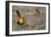 Greater Prairie-Chicken Displaying and Booming on Lek, Jasper Co, IL-Richard and Susan Day-Framed Photographic Print