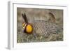 Greater Prairie-Chicken Displaying and Booming on Lek, Jasper Co, IL-Richard and Susan Day-Framed Photographic Print