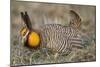 Greater Prairie-Chicken Displaying and Booming on Lek, Jasper Co, IL-Richard and Susan Day-Mounted Photographic Print