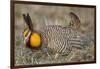 Greater Prairie-Chicken Displaying and Booming on Lek, Jasper Co, IL-Richard and Susan Day-Framed Photographic Print