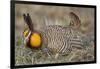 Greater Prairie-Chicken Displaying and Booming on Lek, Jasper Co, IL-Richard and Susan Day-Framed Photographic Print