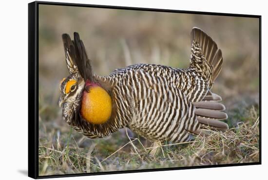 Greater Prairie-Chicken Displaying and Booming on Lek, Jasper Co, IL-Richard and Susan Day-Framed Stretched Canvas