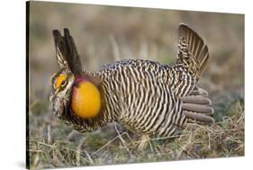 Greater Prairie-Chicken Displaying and Booming on Lek, Jasper Co, IL-Richard and Susan Day-Stretched Canvas