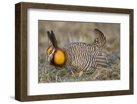 Greater Prairie-Chicken Displaying and Booming on Lek, Jasper Co, IL-Richard and Susan Day-Framed Photographic Print