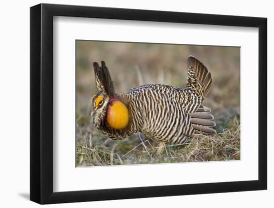 Greater Prairie-Chicken Displaying and Booming on Lek, Jasper Co, IL-Richard and Susan Day-Framed Photographic Print