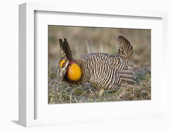 Greater Prairie-Chicken Displaying and Booming on Lek, Jasper Co, IL-Richard and Susan Day-Framed Photographic Print