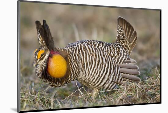 Greater Prairie-Chicken Displaying and Booming on Lek, Jasper Co, IL-Richard and Susan Day-Mounted Photographic Print