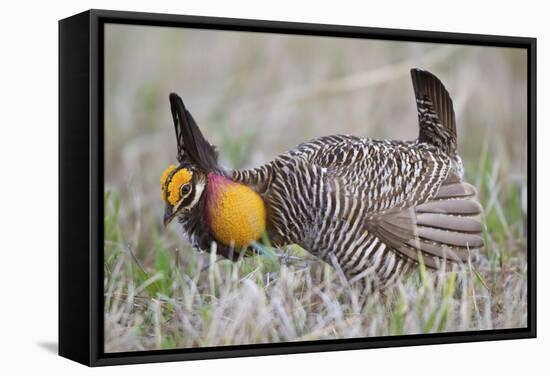 Greater Prairie Chicken Displaying, Prairie Ridge Sna, Illinois, Usa-Richard ans Susan Day-Framed Stretched Canvas