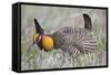 Greater Prairie Chicken Displaying, Prairie Ridge Sna, Illinois, Usa-Richard ans Susan Day-Framed Stretched Canvas