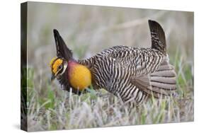 Greater Prairie Chicken Displaying, Prairie Ridge Sna, Illinois, Usa-Richard ans Susan Day-Stretched Canvas