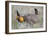 Greater Prairie Chicken Displaying, Prairie Ridge Sna, Illinois, Usa-Richard ans Susan Day-Framed Photographic Print