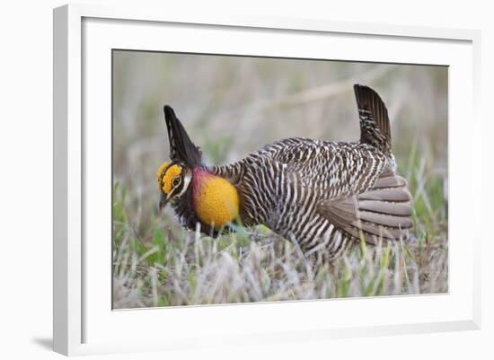 Greater Prairie Chicken Displaying, Prairie Ridge Sna, Illinois, Usa-Richard ans Susan Day-Framed Photographic Print