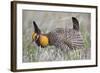 Greater Prairie Chicken Displaying, Prairie Ridge Sna, Illinois, Usa-Richard ans Susan Day-Framed Photographic Print