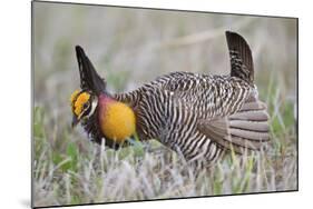 Greater Prairie Chicken Displaying, Prairie Ridge Sna, Illinois, Usa-Richard ans Susan Day-Mounted Photographic Print