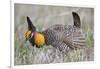 Greater Prairie Chicken Displaying, Prairie Ridge Sna, Illinois, Usa-Richard ans Susan Day-Framed Photographic Print