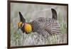 Greater Prairie Chicken Displaying, Prairie Ridge Sna, Illinois, Usa-Richard ans Susan Day-Framed Photographic Print