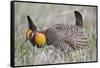 Greater Prairie Chicken Displaying, Prairie Ridge Sna, Illinois, Usa-Richard ans Susan Day-Framed Stretched Canvas