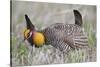 Greater Prairie Chicken Displaying, Prairie Ridge Sna, Illinois, Usa-Richard ans Susan Day-Stretched Canvas