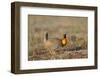 Greater Prairie Chicken Displaying, Prairie Ridge Sna, Illinois, Usa-Richard ans Susan Day-Framed Photographic Print