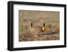 Greater Prairie Chicken Displaying, Prairie Ridge Sna, Illinois, Usa-Richard ans Susan Day-Framed Photographic Print