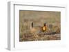 Greater Prairie Chicken Displaying, Prairie Ridge Sna, Illinois, Usa-Richard ans Susan Day-Framed Photographic Print