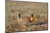 Greater Prairie Chicken Displaying, Prairie Ridge Sna, Illinois, Usa-Richard ans Susan Day-Mounted Photographic Print