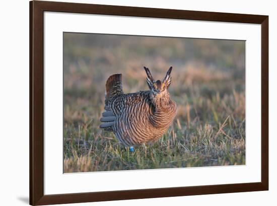 Greater Prairie-Chicken male displaying, lek Prairie Ridge State Natural Area, Illinois-Richard & Susan Day-Framed Premium Photographic Print