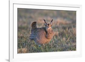 Greater Prairie-Chicken male displaying, lek Prairie Ridge State Natural Area, Illinois-Richard & Susan Day-Framed Premium Photographic Print