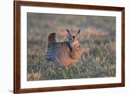 Greater Prairie-Chicken male displaying, lek Prairie Ridge State Natural Area, Illinois-Richard & Susan Day-Framed Premium Photographic Print