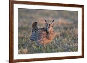 Greater Prairie-Chicken male displaying, lek Prairie Ridge State Natural Area, Illinois-Richard & Susan Day-Framed Premium Photographic Print