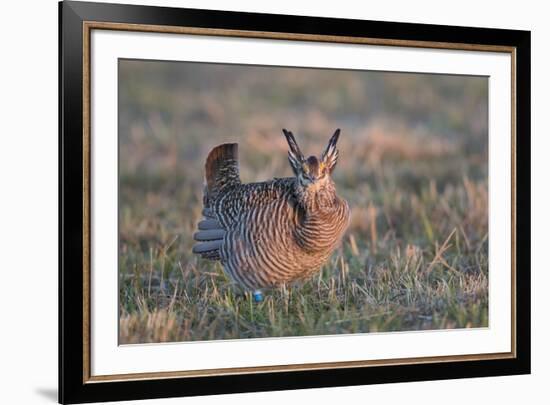 Greater Prairie-Chicken male displaying, lek Prairie Ridge State Natural Area, Illinois-Richard & Susan Day-Framed Premium Photographic Print