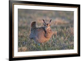 Greater Prairie-Chicken male displaying, lek Prairie Ridge State Natural Area, Illinois-Richard & Susan Day-Framed Premium Photographic Print