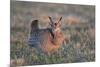 Greater Prairie-Chicken male displaying, lek Prairie Ridge State Natural Area, Illinois-Richard & Susan Day-Mounted Premium Photographic Print