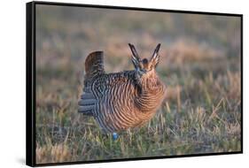 Greater Prairie-Chicken male displaying, lek Prairie Ridge State Natural Area, Illinois-Richard & Susan Day-Framed Stretched Canvas