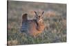 Greater Prairie-Chicken male displaying, lek Prairie Ridge State Natural Area, Illinois-Richard & Susan Day-Stretched Canvas