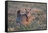 Greater Prairie-Chicken male displaying, lek Prairie Ridge State Natural Area, Illinois-Richard & Susan Day-Framed Stretched Canvas