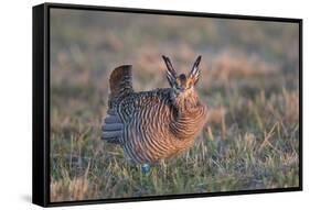 Greater Prairie-Chicken male displaying, lek Prairie Ridge State Natural Area, Illinois-Richard & Susan Day-Framed Stretched Canvas