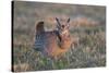 Greater Prairie-Chicken male displaying, lek Prairie Ridge State Natural Area, Illinois-Richard & Susan Day-Stretched Canvas