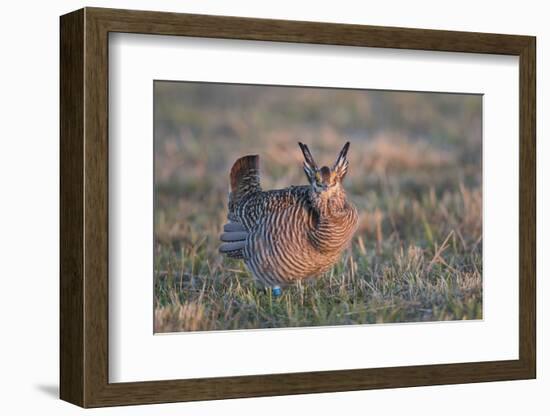 Greater Prairie-Chicken male displaying, lek Prairie Ridge State Natural Area, Illinois-Richard & Susan Day-Framed Photographic Print