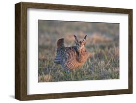 Greater Prairie-Chicken male displaying, lek Prairie Ridge State Natural Area, Illinois-Richard & Susan Day-Framed Photographic Print