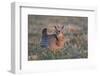 Greater Prairie-Chicken male displaying, lek Prairie Ridge State Natural Area, Illinois-Richard & Susan Day-Framed Photographic Print